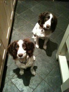 George-and-millie-life-with-dogs