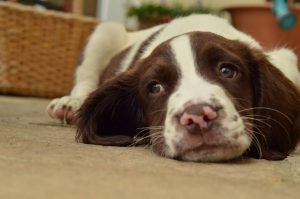 Harry-life-with-dogs