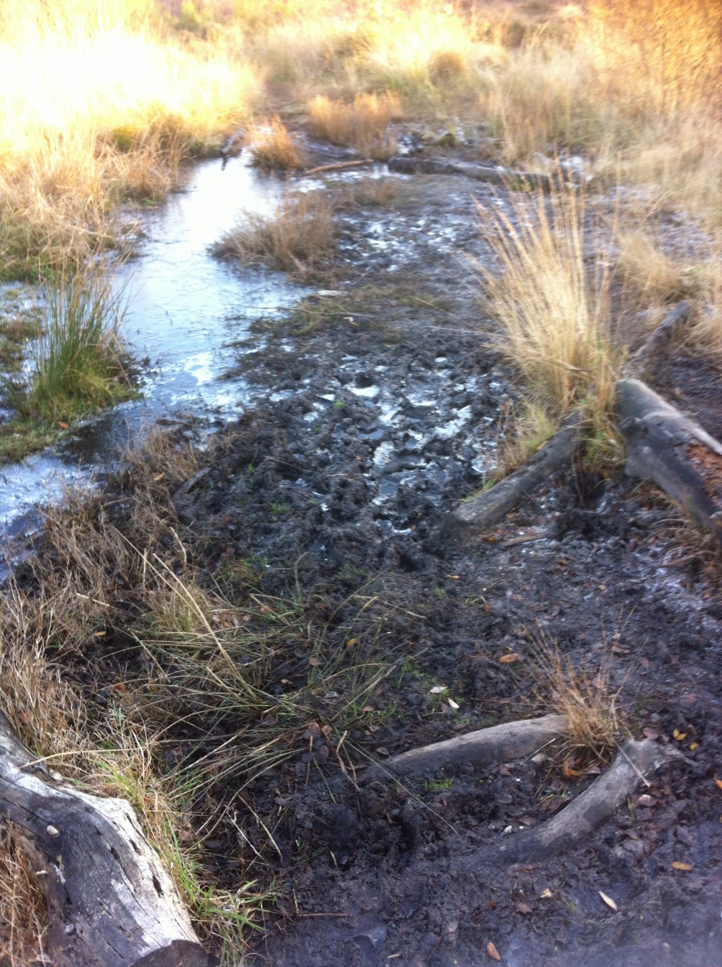 muddy bog